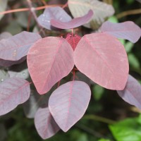 Euphorbia cotinifolia L.